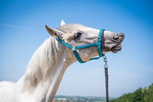 5 důvodů proč si vybrat ohlávky na koně Rainbow Ride