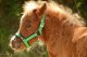 Roztomilí minihorse s našimi zelenými ohlávkami pro poníky Basic line.